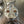 TPR017 - Drop In Pistons - Pro R
